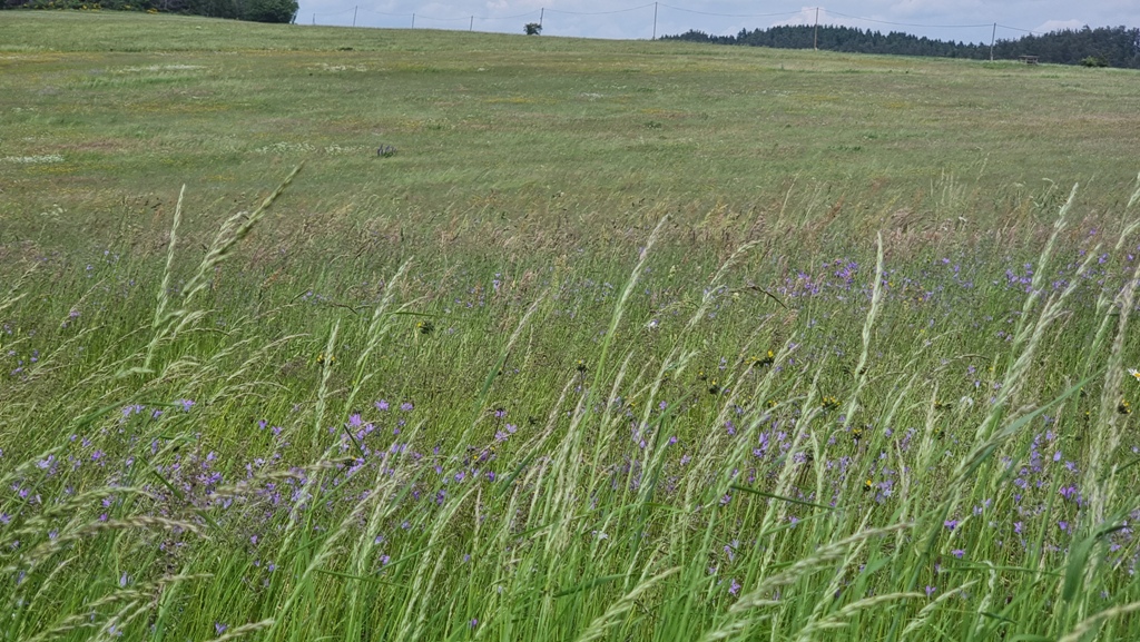https://www.rudolfaci.cz/wp-content/uploads/2021/06/Koren_Volfstejn_15.jpg