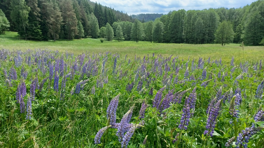 https://www.rudolfaci.cz/wp-content/uploads/2021/06/Koren_Volfstejn_17.jpg